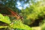 Dragonfly Lake Solano Park: 1024x695.45276872964